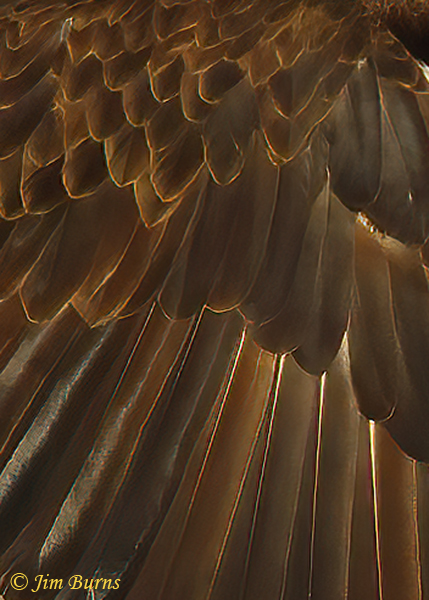 Bald Eagle, patterns in nature--2637